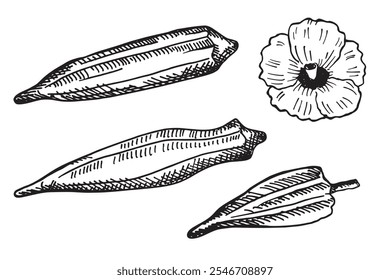 Vector ilustración grabada de la planta vegetal de raíz de okra con frutas, flor. Dibujado a mano boceto de tinta con Gumbo vegetal, comestible Abelmoschus. Comida, cocina india pakistaní. Elemento de diseño para el logotipo