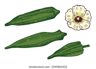 Vector ilustración grabada de la planta vegetal de raíz de okra con frutas, flor. Dibujado a mano boceto de tinta con Gumbo vegetal, comestible Abelmoschus. Comida, cocina india pakistaní. Elemento de diseño para el logotipo