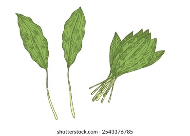 Vector engraved illustration of Wild Garlic Ramson shoots on isolated background. Hand drawn sketch with leafy vegetable onion,   greens. Food, salad, ingredient, pickles. Design for label, sign, logo