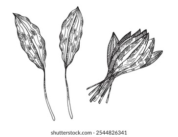 Vector engraved illustration of Wild Garlic Ramson shoots on isolated background. Hand drawn sketch with leafy vegetable onion, greens. Food, salad, ingredient, pickles. Design for label, sign, logo