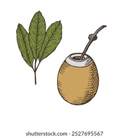 Vector engraved illustration with Yerba Mate and Pumpkin Calabash on isolated background. Hand drawn of mate branch with tea leaves. Vessel with hot drink. For logo, label, card. Food, medical plant