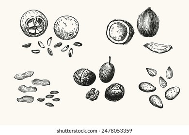 Vector grabado ilustraciones de cacahuetes, almendras, coco, nueces, nueces pecanas sobre fondo aislado. Ilustración de tinta dibujada a mano de granos de tuerca y cáscaras para logotipo, tarjeta, etiqueta, signo, envoltura, impresión