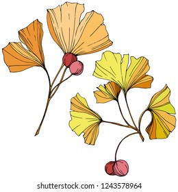 Vector. Engraved orange and yellow ginkgo leaf. Plant botanical garden. Isolated ginkgo illustration element on white background.