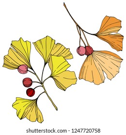 Vector. Engraved orange and yellow ginkgo leaf. Plant botanical garden. Isolated ginkgo illustration element on white background.