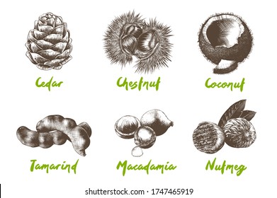 Vector engraved organic exotic fruits and nuts collection for posters, decoration, packaging, menu, logo. Hand drawn monochrome sketches isolated on white background. Detailed vintage woodcut drawing.
