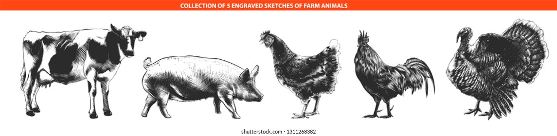 Vector engraved style farm animals collection for posters, decoration and print, logo. Hand drawn sketches of monochrome isolated on white background. Detailed vintage woodcut style drawing. 