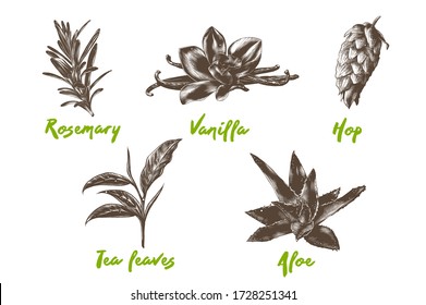 Vector engraved style herbs and spices collection for posters, decoration and packaging, logo. Hand drawn colorful sketches isolated on white background. Detailed vintage woodcut style drawing. 