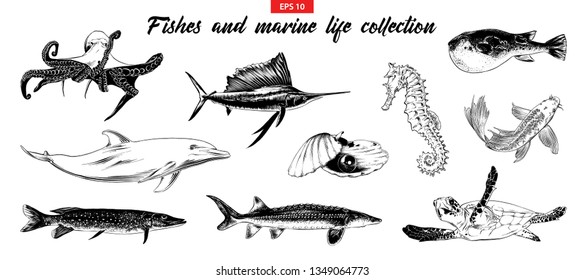 Vector engraved style illustration for logo, emblem, label or poster. Hand drawn sketch set of fishes and marine life. Isolated on white background. Detailed vintage doodle drawing. 