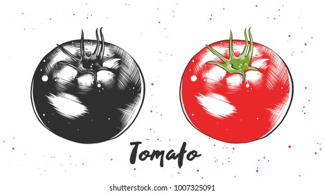 Vector engraved style illustration for posters, decoration and print. Hand drawn sketch of tomato in monochrome and colorful. Detailed vegetarian food drawing.