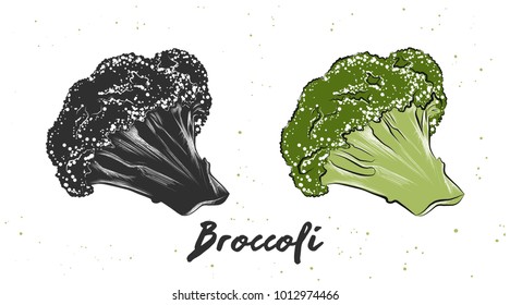 Vector engraved style illustration for posters, decoration and print. Hand drawn sketch of broccoli in monochrome and colorful. Detailed vegetarian food drawing.