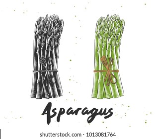 Vector engraved style illustration for posters, decoration and print. Hand drawn sketch of asparagus in monochrome and colorful. Detailed vegetarian food drawing.