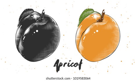 Vector engraved style illustration for posters, decoration and print. Hand drawn sketch of apricot in monochrome and colorful. Detailed vegetarian food drawing.