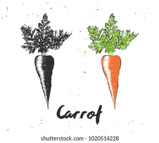 Vector engraved style illustration for posters, decoration and print. Hand drawn sketch of carrot in monochrome and colorful isolated on white background. Detailed vegetarian food drawing.