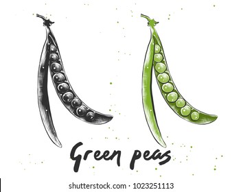 Vector engraved style illustration for posters, decoration and print. Hand drawn sketch of green peas in monochrome and colorful. Detailed vegetarian food drawing.