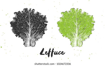 Vector engraved style illustration for posters, decoration and print. Hand drawn sketch of lettuce in monochrome and colorful. Detailed vegetarian food drawing.