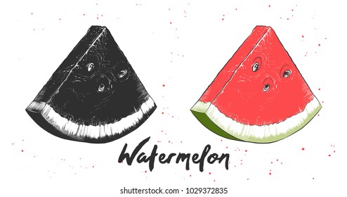 Vector engraved style illustration for posters, decoration and print. Hand drawn sketch of watermelon in monochrome and colorful. Detailed vegetarian food drawing.