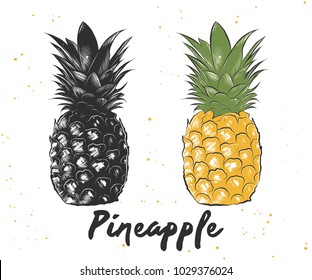 Vector engraved style illustration for posters, decoration and print. Hand drawn sketch of pineapple in monochrome and colorful. Detailed vegetarian food drawing.