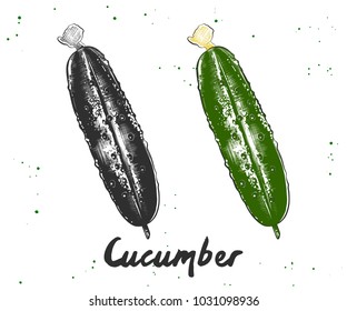 Vector engraved style illustration for posters, decoration and print. Hand drawn sketch of cucumber in monochrome and colorful. Detailed vegetarian food drawing.