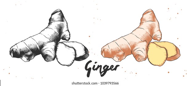 Vektorgravierte Illustration für Poster, Dekoration und Druck. Handgezeichnete Skizze von Ingwer in monochrom und bunt. Detaillierte vegetarische Essenszeichnung.