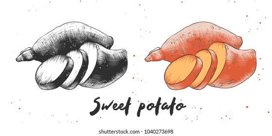 Vector engraved style illustration for posters, decoration and print. Hand drawn sketch of sweet potato in monochrome and colorful. Detailed vegetarian food drawing.