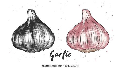 Vector engraved style illustration for posters, decoration and print. Hand drawn sketch of garlic in monochrome and colorful. Detailed vegetarian food drawing.