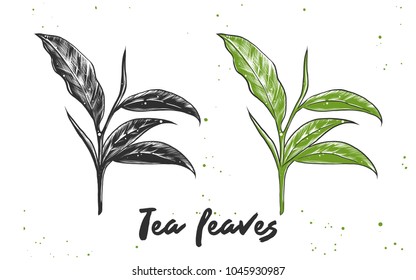 Vector engraved style illustration for posters, decoration and print. Hand drawn sketch of tea leaves in monochrome and colorful. Detailed vegetarian food drawing.