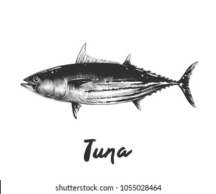 Vector engraved style illustration for posters, decoration and print. Hand drawn sketch of tuna fish in monochrome isolated on white background. Detailed vintage woodcut style drawing.