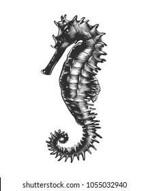 Vector engraved style illustration for posters, decoration and print. Hand drawn sketch of seahorse in monochrome isolated on white background. Detailed vintage woodcut style drawing.