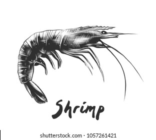 Vector engraved style illustration for posters, decoration and print. Hand drawn sketch of shrimp in monochrome isolated on white background. Detailed vintage woodcut style drawing.