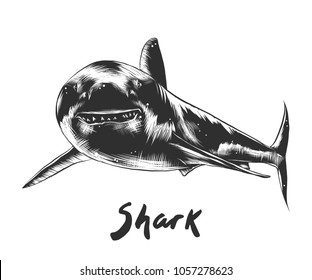 Vector engraved style illustration for posters, decoration and print. Hand drawn sketch of shark in monochrome isolated on white background. Detailed vintage woodcut style drawing.