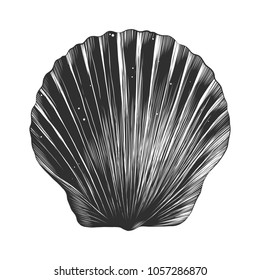 Vector engraved style illustration for posters, decoration and print. Hand drawn sketch of sea shell in monochrome isolated on white background. Detailed vintage woodcut style drawing.