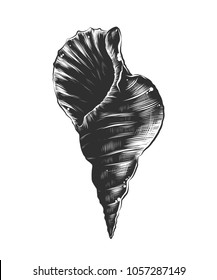 Vector engraved style illustration for posters, decoration and print. Hand drawn sketch of sea shell in monochrome isolated on white background. Detailed vintage woodcut style drawing.