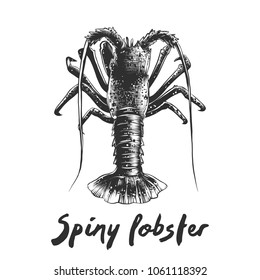 Vector engraved style illustration for posters, decoration and print. Hand drawn sketch of spiny lobster in monochrome isolated on white background. Detailed vegetarian food drawing.