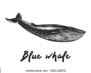 Vector engraved style illustration for posters, decoration and print. Hand drawn sketch of blue whale in monochrome isolated on white background. Detailed vintage woodcut style drawing.