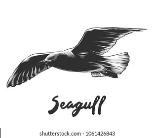 Vector engraved style illustration for posters, decoration and print. Hand drawn sketch of seagull in monochrome isolated on white background. Detailed vintage woodcut style drawing.