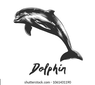 Vector engraved style illustration for posters, decoration and print. Hand drawn sketch of dolphin in monochrome isolated on white background. Detailed vintage woodcut style drawing.