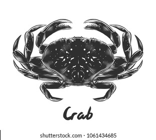 Vector engraved style illustration for posters, decoration and print. Hand drawn sketch of crab in monochrome isolated on white background. Detailed vintage woodcut style drawing.