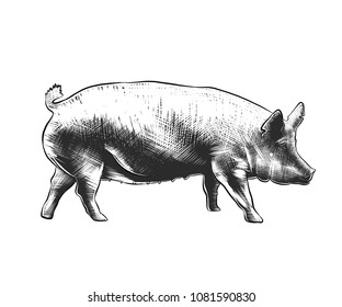 Vector engraved style illustration for posters, decoration and print. Hand drawn sketch of pig in monochrome isolated on white background. Detailed vintage woodcut style drawing.