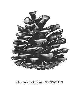 Vector engraved style illustration for posters, decoration and print. Hand drawn sketch of pinecone in monochrome isolated on white background. Detailed vintage woodcut style drawing.