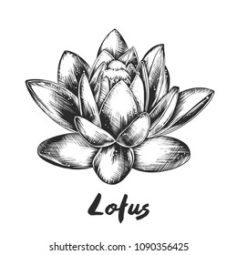 Vector engraved style illustration for posters, decoration and print. Hand drawn sketch of lotus in monochrome isolated on white background. Detailed vintage woodcut style drawing.