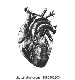 Vector engraved style illustration for posters, decoration and print. Hand drawn sketch of anatomical heart in monochrome isolated on white background. Detailed vintage woodcut style drawing.