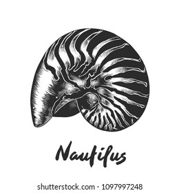 Vector engraved style illustration for posters, decoration and print. Hand drawn sketch of nautilus shell in monochrome isolated on white background. Detailed vintage woodcut style drawing.