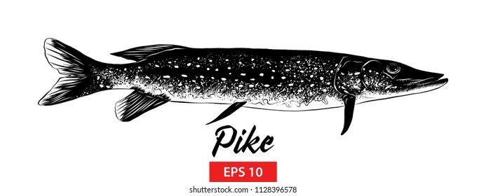 Vector engraved style illustration for posters, decoration and print. Hand drawn sketch of pike in black isolated on white background. Detailed vintage etching style drawing.