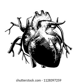 Vector engraved style illustration for posters, decoration and print. Hand drawn sketch of anatomical heart in monochrome isolated on white background. Detailed vintage woodcut style drawing.