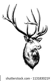Vector engraved style illustration for posters, decoration and print. Hand drawn sketch of deer in black isolated on white background. Detailed vintage etching style drawing.