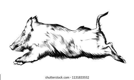 Vector engraved style illustration for posters, decoration and print. Hand drawn sketch of wild boar in black isolated on white background. Detailed vintage etching style drawing.