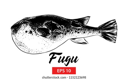 Vector engraved style illustration for posters, decoration and print. Hand drawn sketch of fugu fish in black isolated on white background. Detailed vintage etching style drawing.