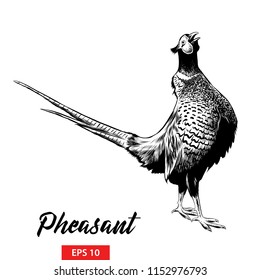 Vector engraved style illustration for posters, decoration and print. Hand drawn sketch of pheasant in black isolated on white background. Detailed vintage etching style drawing.