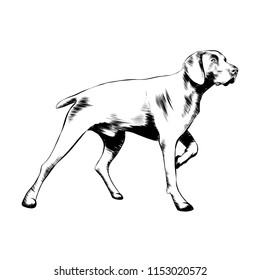 Vector engraved style illustration for posters, decoration and print. Hand drawn sketch of hunting dog in black isolated on white background. Detailed vintage etching style drawing.