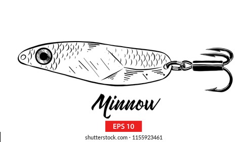 Vector engraved style illustration for posters, decoration and print. Hand drawn sketch of fish minnow in black isolated on white background. Detailed vintage etching style drawing.